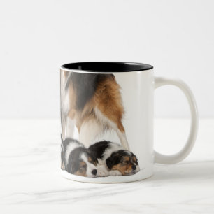 Border-Colliefamilie Zweifarbige Tasse