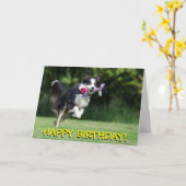 Border-Colliehundegeburtstagskarte Karte (Gelbe Blume)