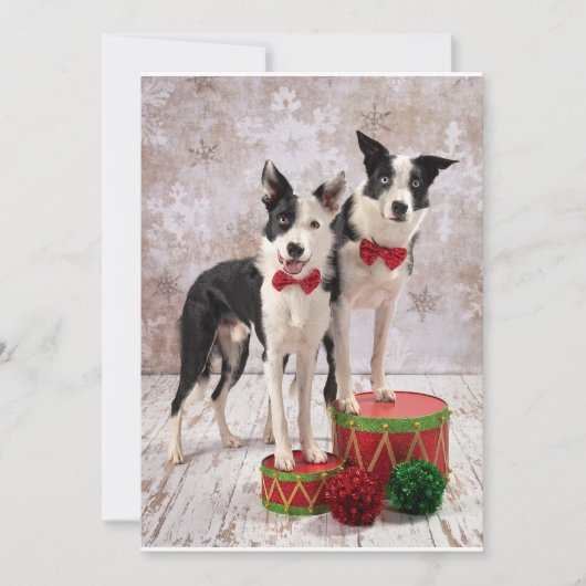Border Collies Feiertagskarte (Vorderseite)