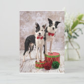 Border Collies Feiertagskarte (Stehend Vorderseite)