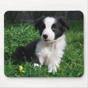 Border-Colliewelpe Mousepad