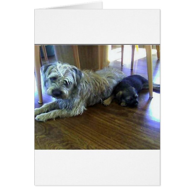Border_Terrier_brothers2.png (Vorne)