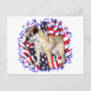 Border Terrier Patriot Postkarte