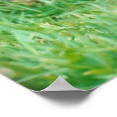 Border Terrier Poster (Ecke)