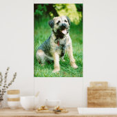 Border Terrier Poster (Küche)