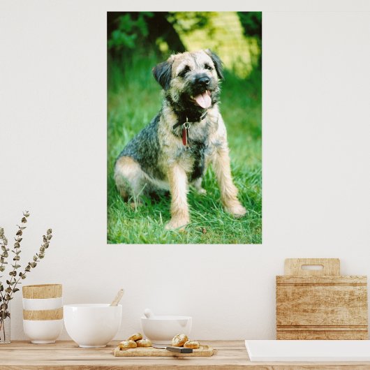 Border Terrier Poster (Küche)