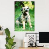 Border Terrier Poster (Heimbüro)