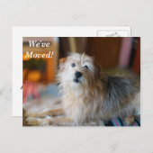 Border Terrier Wir haben eine neue Postkarte (Vorne/Hinten)