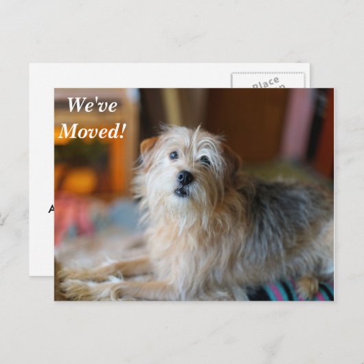 Border Terrier Wir haben eine neue Postkarte (Vorne/Hinten)