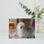 Border Terrier Wir haben eine neue Postkarte (Stehend Vorderseite)