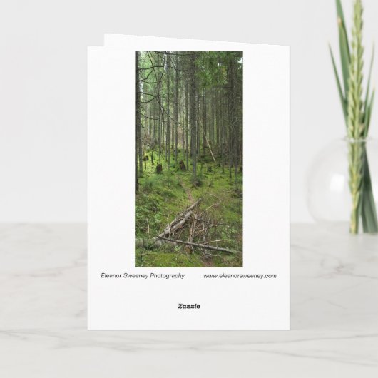 "Boreal Life Trail" Adirondack Forest Scene Karte (Rückseite)