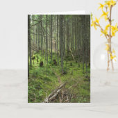 "Boreal Life Trail" Adirondack Forest Scene Karte (Gelbe Blume)