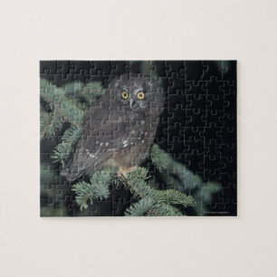Boreal Owl auf Branch Puzzle