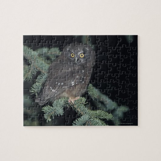 Boreal Owl auf Branch Puzzle (Horizontal)
