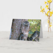 Boreal Owl Closeup Foto Karte (Gelbe Blume)
