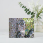 Boreal Owl Closeup Foto Postkarte (Stehend Vorderseite)