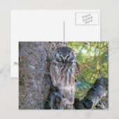 Boreal Owl Closeup Foto Postkarte (Vorne/Hinten)