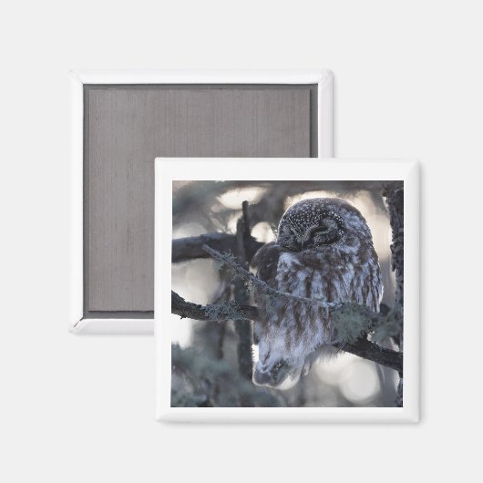 Boreal Owl Magnet (Vorderseite/Rückseite)