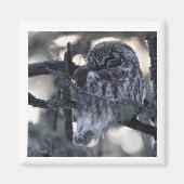 Boreal Owl Magnet (Vorne)