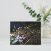 Boreal Toad Postkarte (Stehend Vorderseite)