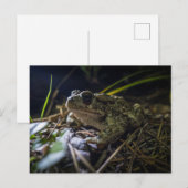 Boreal Toad Postkarte (Vorne/Hinten)
