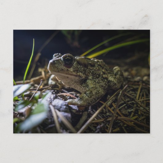 Boreal Toad Postkarte (Vorderseite)