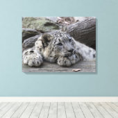 Bored Snow Leopard Cub Leinwanddruck (Insitu (Holzboden))