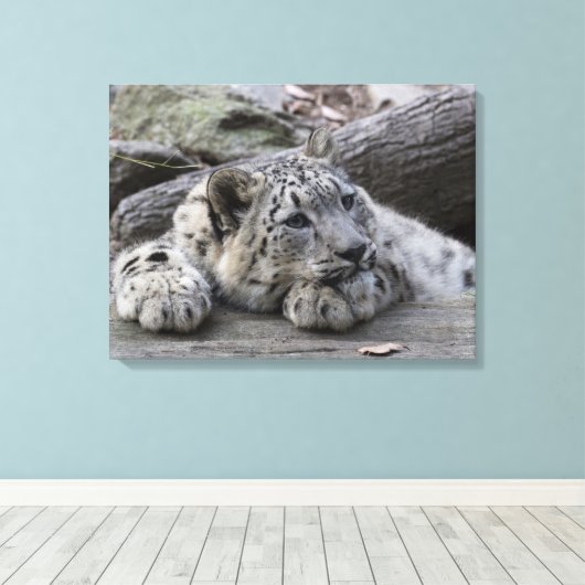 Bored Snow Leopard Cub Leinwanddruck (Insitu (Holzboden))