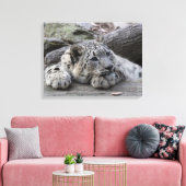 Bored Snow Leopard Cub Leinwanddruck (Insitu (Wohnzimmer))