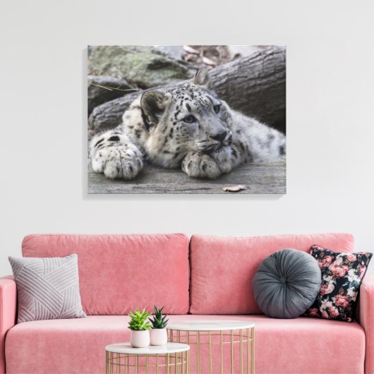 Bored Snow Leopard Cub Leinwanddruck (Insitu (Wohnzimmer))