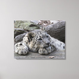 Bored Snow Leopard Cub Leinwanddruck