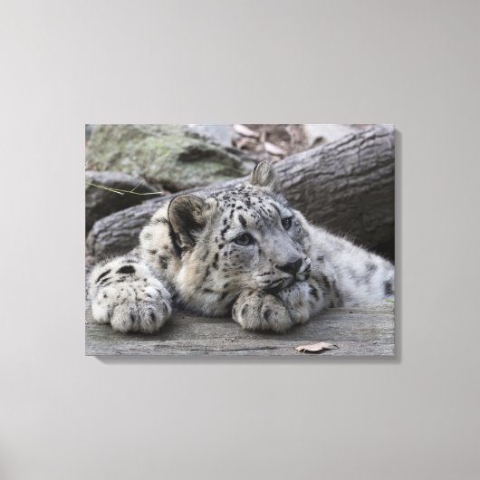 Bored Snow Leopard Cub Leinwanddruck (Vorderseite)