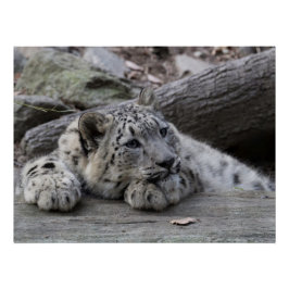 Bored Snow Leopard Cub Poster