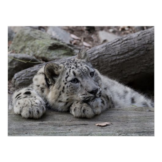 Bored Snow Leopard Cub Poster (Vorderseite)