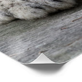 Bored Snow Leopard Cub Poster (Ecke)