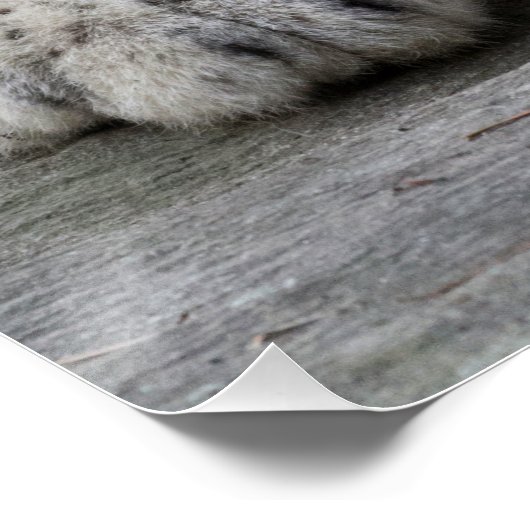 Bored Snow Leopard Cub Poster (Ecke)
