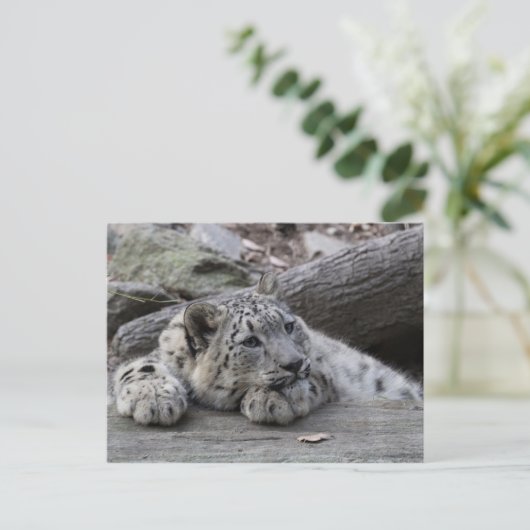Bored Snow Leopard Cub Postkarte (Stehend Vorderseite)
