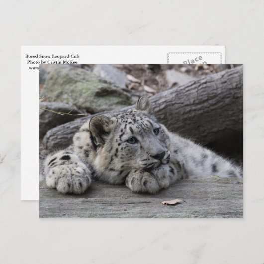 Bored Snow Leopard Cub Postkarte (Vorne/Hinten)