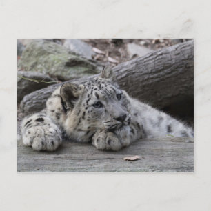Bored Snow Leopard Cub Postkarte