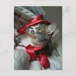 Boris, die Niedliche Nubber Kitty Postcard Postkarte