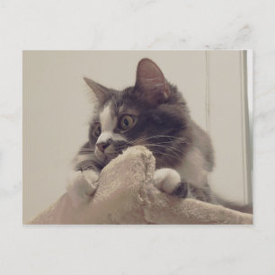 Boris, die Niedliche Nubber Kitty Postcard Postkarte