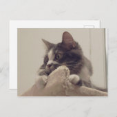 Boris, die Niedliche Nubber Kitty Postcard Postkarte (Vorne/Hinten)