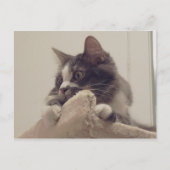 Boris, die Niedliche Nubber Kitty Postcard Postkarte (Vorderseite)