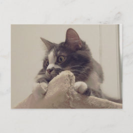 Boris, die Niedliche Nubber Kitty Postcard Postkarte