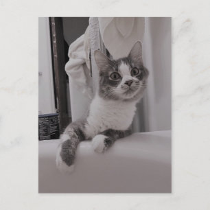 Boris, die Niedliche Nubber Kitty Postcard Postkarte