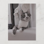 Boris, die Niedliche Nubber Kitty Postcard Postkarte (Vorderseite)