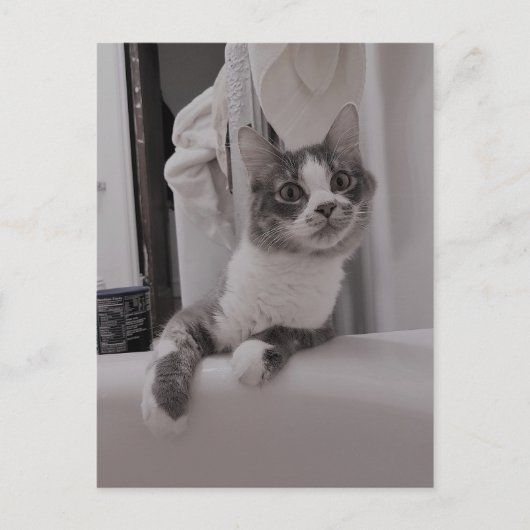 Boris, die Niedliche Nubber Kitty Postcard Postkarte (Vorderseite)