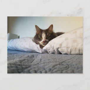 Boris, die Niedliche Nubber Kitty Postcard Postkarte