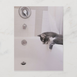 Boris, die Niedliche Nubber Kitty Postcard Postkarte