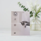 Boris, die Niedliche Nubber Kitty Postcard Postkarte (Stehend Vorderseite)